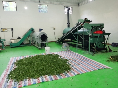 沙湾镇:新建茶叶加工厂 拓宽茶农致富路